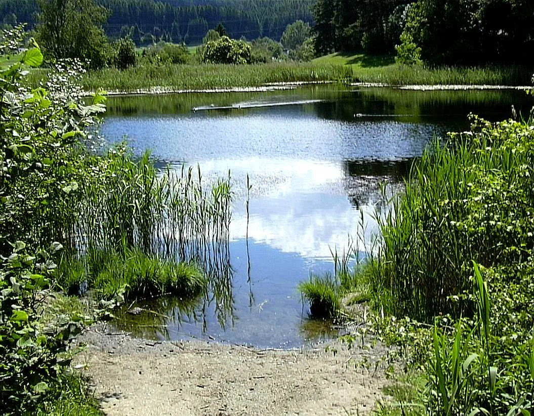 Kleiner, von Schilf und Gebüsch umstandener Moorweiher am Waldrand
